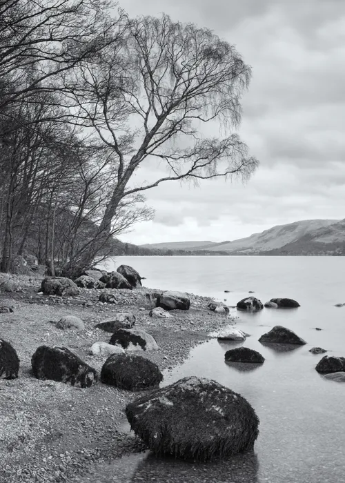 shoreline-tree-1