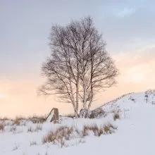 Rannoch Tree Sunset Square