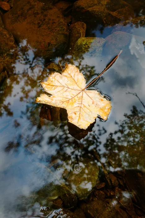 leaf-and-bubble