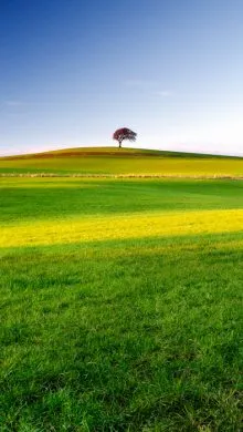 The Tree on the Hill