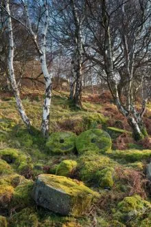 Bolehill Stones