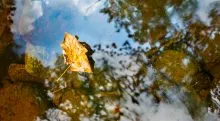 Leaf Reflections