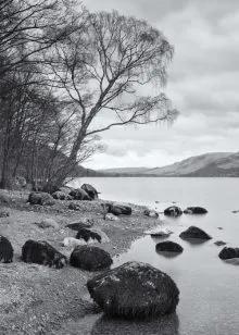 Shoreline Tree