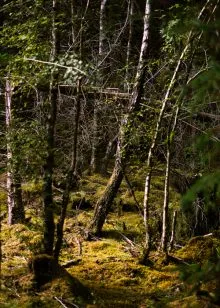 The Enchanted Forest