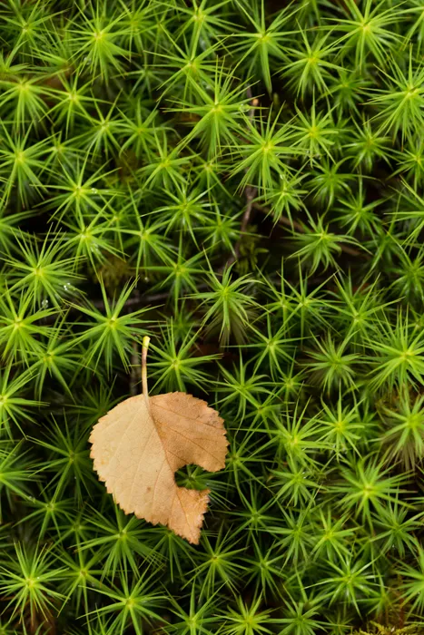 lone-leaf