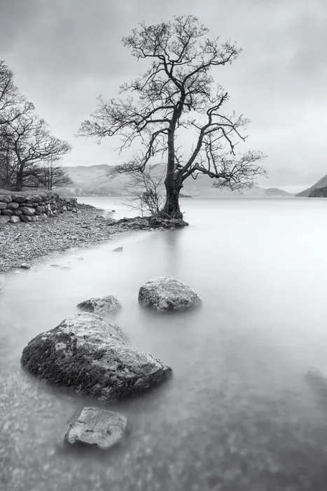 ullswater-tree