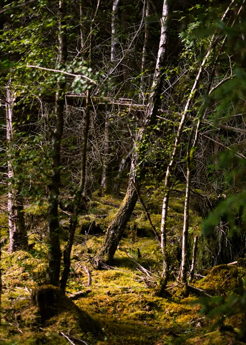 the-enchanted-forest