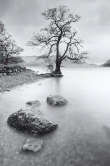 Ullswater Tree