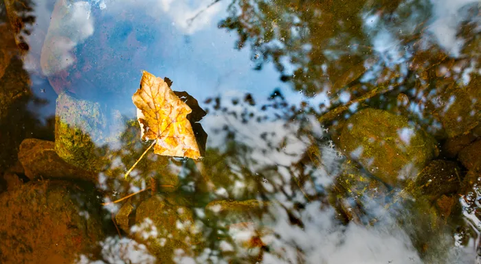 leaf-reflections