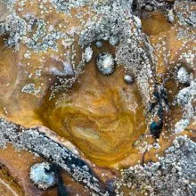 Rock Pool Detail