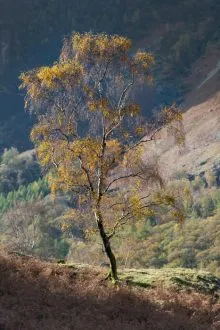 Sliver Birch over Borrowdale
