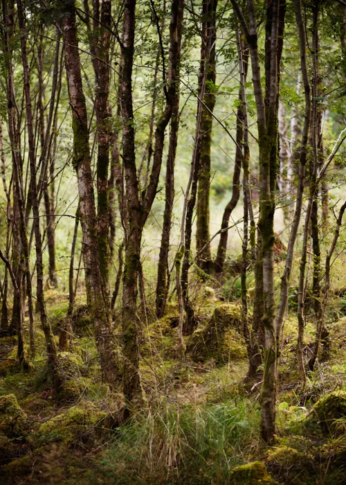 the-edge-of-the-wood