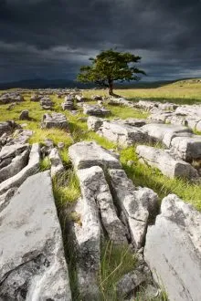 Winskill Stones and Tree