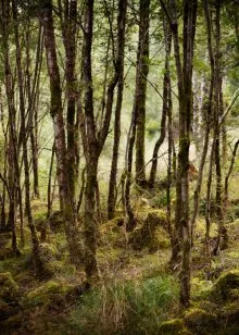 The Edge of the Wood