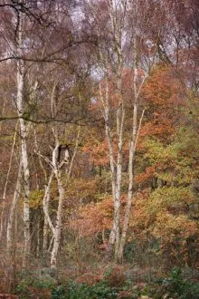 Shades of Autumn