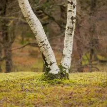 Tilberthwaite V