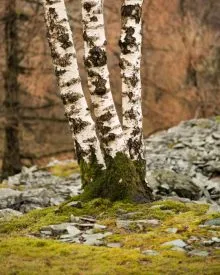 Tilberthwaite Three