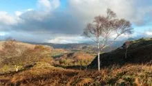 Silver Birch and Little Fell