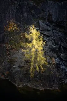 Limelight