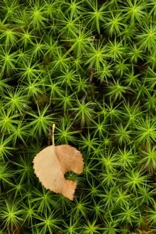 Lone Leaf