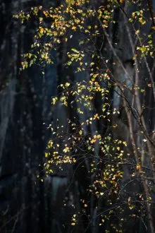 Green and Black