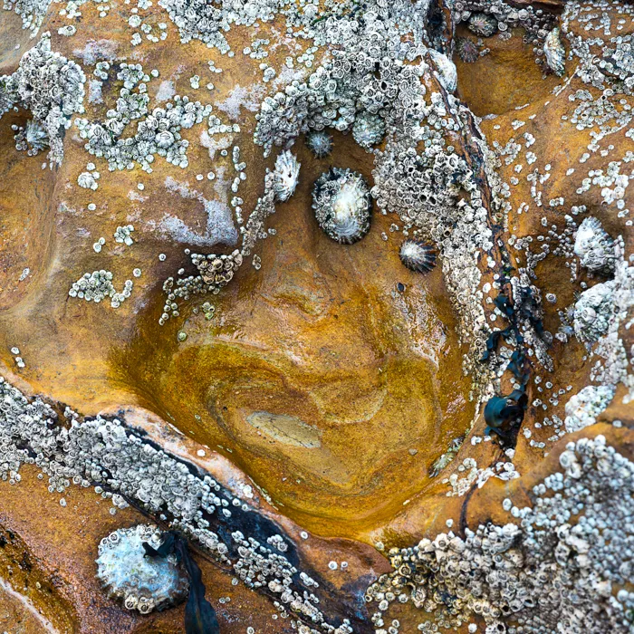 rock-pool-detail